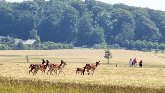 Dådyr i dyreparken ved Hindsgavl Slot.