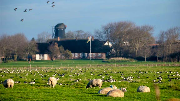 Får græsser med Højer by i baggrunden