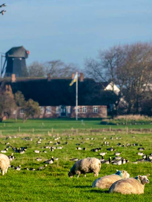 Får græsser med Højer by i baggrunden