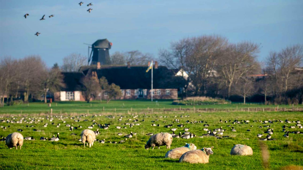 Får græsser med Højer by i baggrunden